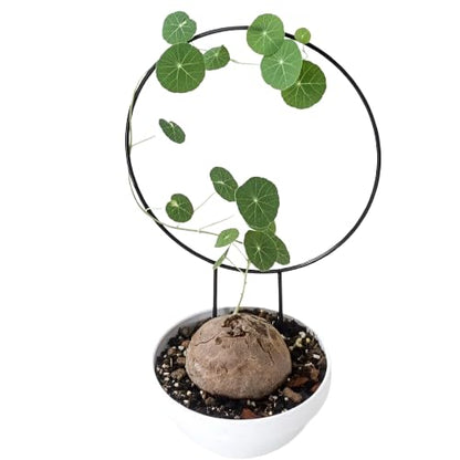 Stephania Erecta Plant