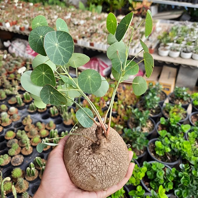 Stephania Erecta Plant