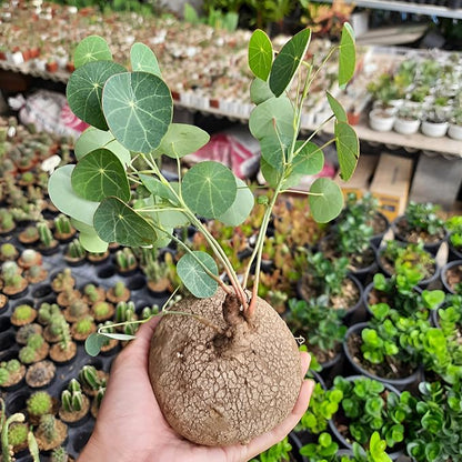 Stephania Erecta Plant