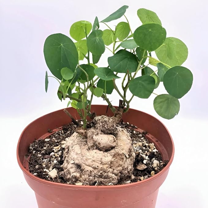 Stephania Erecta Plant