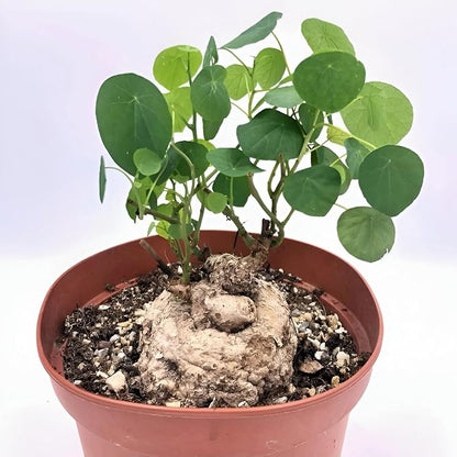 Stephania Erecta Plant