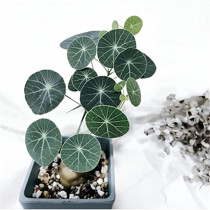 Stephania Erecta Plant