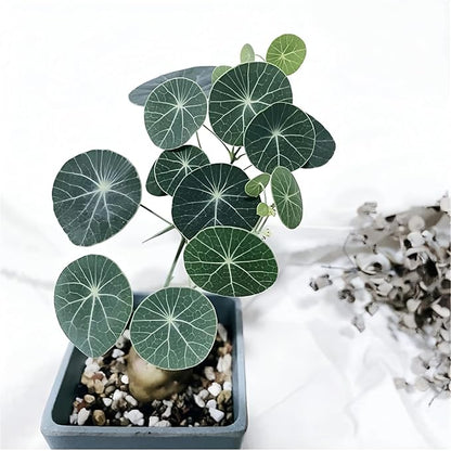 Stephania Erecta Plant