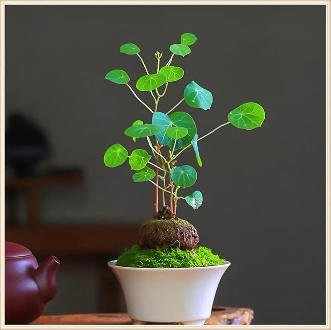 Stephania Erecta Plant